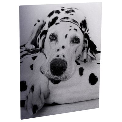 Picture of ChromaLuxe Aluminum Photo Panels Clear Matte - 49in x 97in (1-Panel), Min. Order & Crating Fee apply
