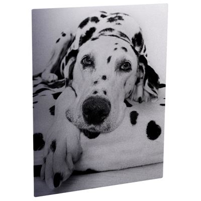 Picture of ChromaLuxe Aluminum Photo Panels Clear Matte - 8in x 10in (10-Panels)